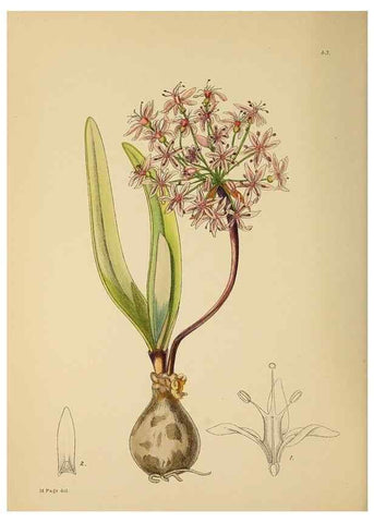 Reproducción/Reproduction 49757728551: The Flowering plants of Africa.. Pretoria [etc.]Botanical Research Institute, Dept. of Agricultural Technical Services, Republic of South Africa.. 