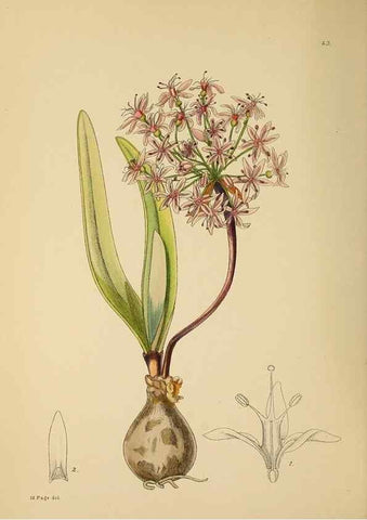 Reproducción/Reproduction 49757728551: The Flowering plants of Africa.. Pretoria [etc.]Botanical Research Institute, Dept. of Agricultural Technical Services, Republic of South Africa.. 
