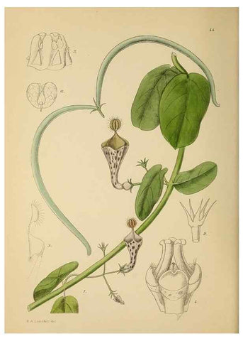 Reproducción/Reproduction 49757199683: The Flowering plants of Africa.. Pretoria [etc.]Botanical Research Institute, Dept. of Agricultural Technical Services, Republic of South Africa.. 