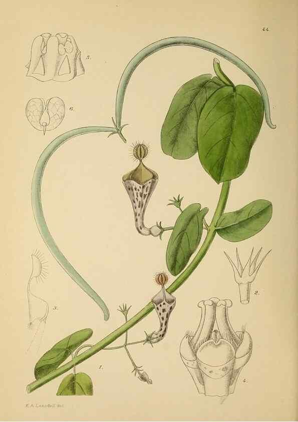 Reproducción/Reproduction 49757199683: The Flowering plants of Africa.. Pretoria [etc.]Botanical Research Institute, Dept. of Agricultural Technical Services, Republic of South Africa.. 