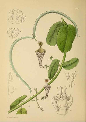 Reproducción/Reproduction 49757199683: The Flowering plants of Africa.. Pretoria [etc.]Botanical Research Institute, Dept. of Agricultural Technical Services, Republic of South Africa.. 