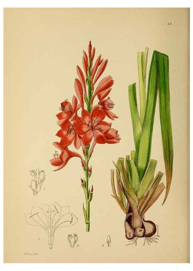 Reproducción/Reproduction 49757729151: The Flowering plants of Africa.. Pretoria [etc.]Botanical Research Institute, Dept. of Agricultural Technical Services, Republic of South Africa.. 
