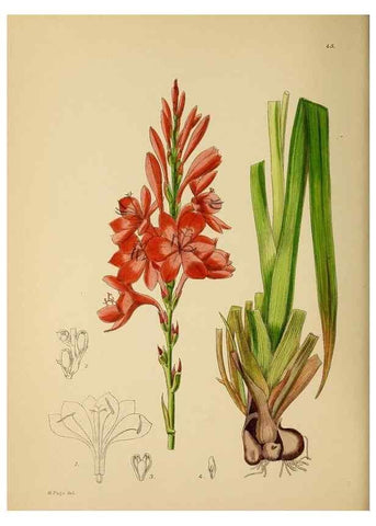 Reproducción/Reproduction 49757729151: The Flowering plants of Africa.. Pretoria [etc.]Botanical Research Institute, Dept. of Agricultural Technical Services, Republic of South Africa.. 