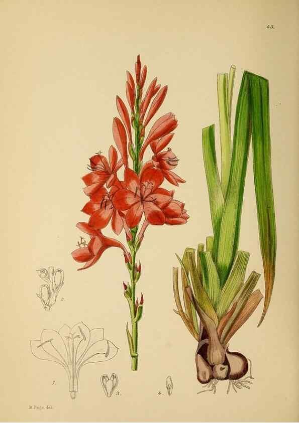 Reproducción/Reproduction 49757729151: The Flowering plants of Africa.. Pretoria [etc.]Botanical Research Institute, Dept. of Agricultural Technical Services, Republic of South Africa.. 