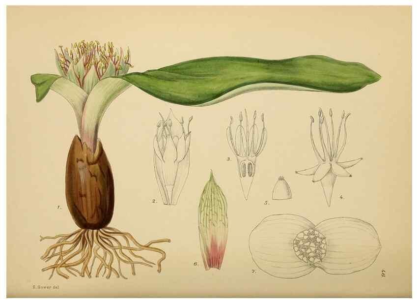 Reproducción/Reproduction 49757729441: The Flowering plants of Africa.. Pretoria [etc.]Botanical Research Institute, Dept. of Agricultural Technical Services, Republic of South Africa.. 
