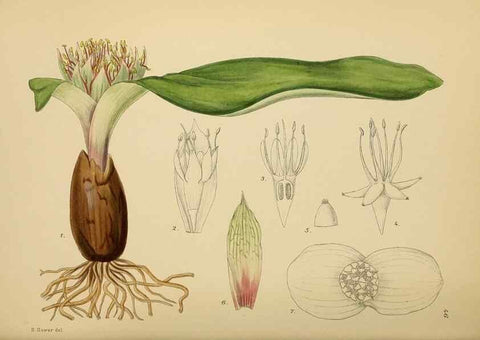 Reproducción/Reproduction 49757729441: The Flowering plants of Africa.. Pretoria [etc.]Botanical Research Institute, Dept. of Agricultural Technical Services, Republic of South Africa.. 