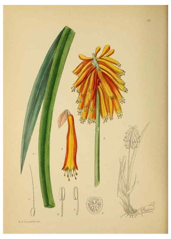 Reproducción/Reproduction 49757729696: The Flowering plants of Africa.. Pretoria [etc.]Botanical Research Institute, Dept. of Agricultural Technical Services, Republic of South Africa.. 