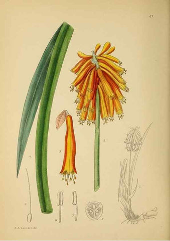 Reproducción/Reproduction 49757729696: The Flowering plants of Africa.. Pretoria [etc.]Botanical Research Institute, Dept. of Agricultural Technical Services, Republic of South Africa.. 