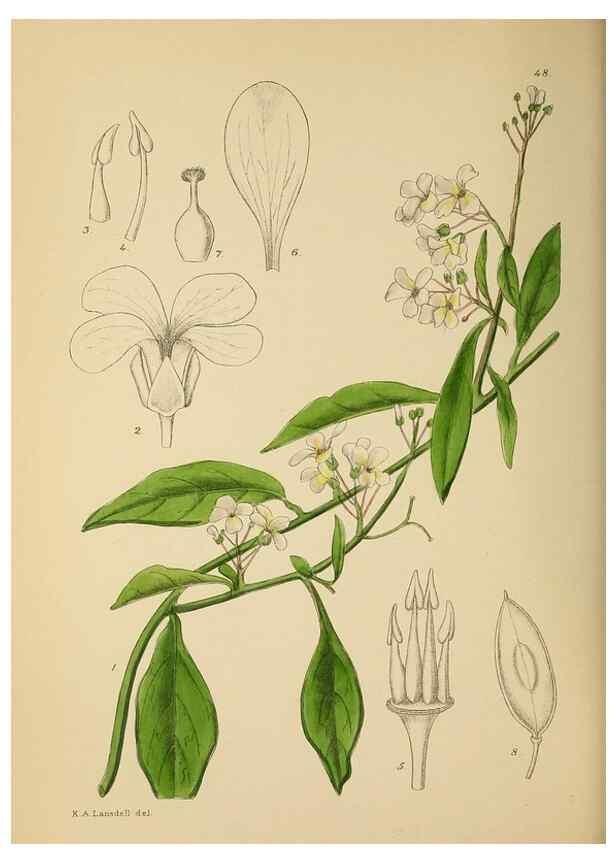 Reproducción/Reproduction 49757729986: The Flowering plants of Africa.. Pretoria [etc.]Botanical Research Institute, Dept. of Agricultural Technical Services, Republic of South Africa.. 