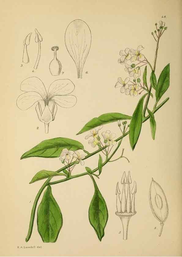 Reproducción/Reproduction 49757729986: The Flowering plants of Africa.. Pretoria [etc.]Botanical Research Institute, Dept. of Agricultural Technical Services, Republic of South Africa.. 