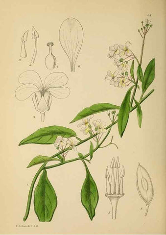 Reproducción/Reproduction 49757729986: The Flowering plants of Africa.. Pretoria [etc.]Botanical Research Institute, Dept. of Agricultural Technical Services, Republic of South Africa.. 