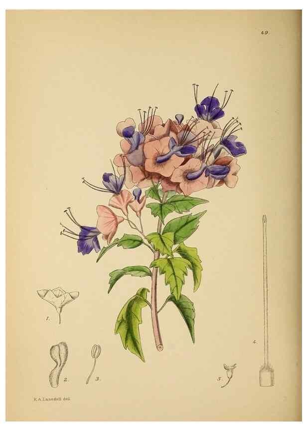 Reproducción/Reproduction 49758062052: The Flowering plants of Africa.. Pretoria [etc.]Botanical Research Institute, Dept. of Agricultural Technical Services, Republic of South Africa.. 