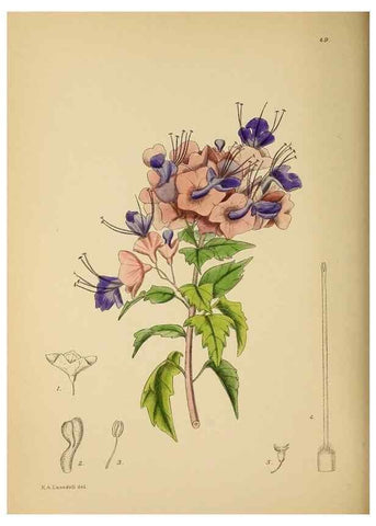 Reproducción/Reproduction 49758062052: The Flowering plants of Africa.. Pretoria [etc.]Botanical Research Institute, Dept. of Agricultural Technical Services, Republic of South Africa.. 