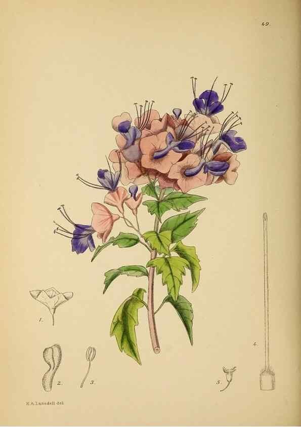 Reproducción/Reproduction 49758062052: The Flowering plants of Africa.. Pretoria [etc.]Botanical Research Institute, Dept. of Agricultural Technical Services, Republic of South Africa.. 