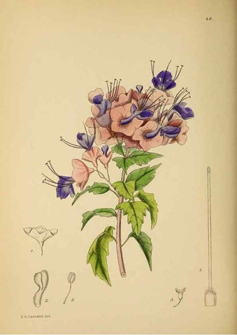 Reproducción/Reproduction 49758062052: The Flowering plants of Africa.. Pretoria [etc.]Botanical Research Institute, Dept. of Agricultural Technical Services, Republic of South Africa.. 