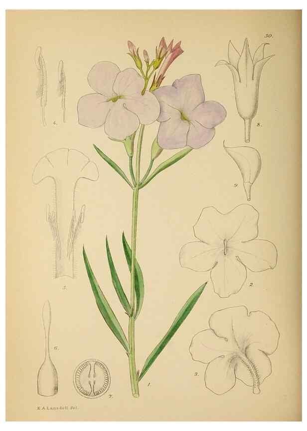 Reproducción/Reproduction 49758062402: The Flowering plants of Africa.. Pretoria [etc.]Botanical Research Institute, Dept. of Agricultural Technical Services, Republic of South Africa.. 