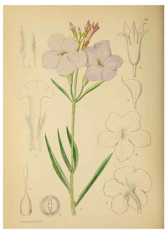 Reproducción/Reproduction 49758062402: The Flowering plants of Africa.. Pretoria [etc.]Botanical Research Institute, Dept. of Agricultural Technical Services, Republic of South Africa.. 