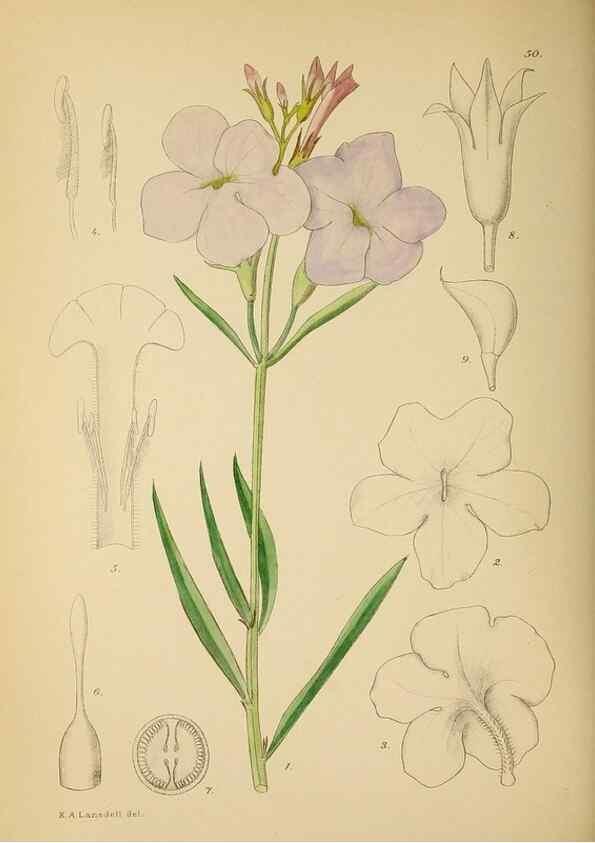 Reproducción/Reproduction 49758062402: The Flowering plants of Africa.. Pretoria [etc.]Botanical Research Institute, Dept. of Agricultural Technical Services, Republic of South Africa.. 