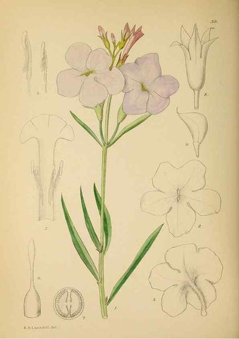 Reproducción/Reproduction 49758062402: The Flowering plants of Africa.. Pretoria [etc.]Botanical Research Institute, Dept. of Agricultural Technical Services, Republic of South Africa.. 