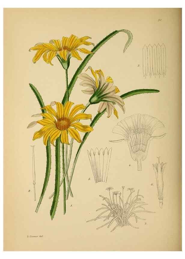 Reproducción/Reproduction 49757730956: The Flowering plants of Africa.. Pretoria [etc.]Botanical Research Institute, Dept. of Agricultural Technical Services, Republic of South Africa.. 