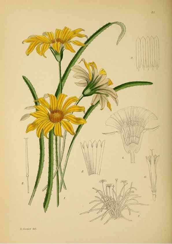 Reproducción/Reproduction 49757730956: The Flowering plants of Africa.. Pretoria [etc.]Botanical Research Institute, Dept. of Agricultural Technical Services, Republic of South Africa.. 
