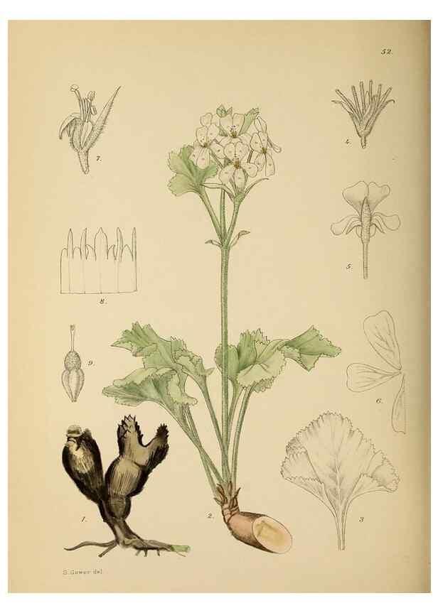 Reproducción/Reproduction 49758063107: The Flowering plants of Africa.. Pretoria [etc.]Botanical Research Institute, Dept. of Agricultural Technical Services, Republic of South Africa.. 