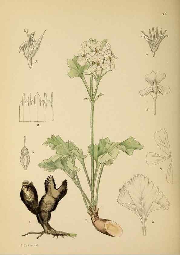 Reproducción/Reproduction 49758063107: The Flowering plants of Africa.. Pretoria [etc.]Botanical Research Institute, Dept. of Agricultural Technical Services, Republic of South Africa.. 