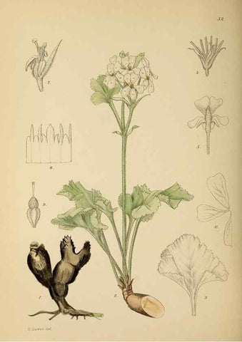 Reproducción/Reproduction 49758063107: The Flowering plants of Africa.. Pretoria [etc.]Botanical Research Institute, Dept. of Agricultural Technical Services, Republic of South Africa.. 