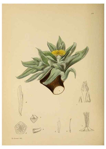 Reproducción/Reproduction 49758063607: The Flowering plants of Africa.. Pretoria [etc.]Botanical Research Institute, Dept. of Agricultural Technical Services, Republic of South Africa.. 
