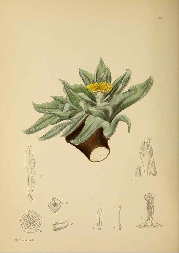 Reproducción/Reproduction 49758063607: The Flowering plants of Africa.. Pretoria [etc.]Botanical Research Institute, Dept. of Agricultural Technical Services, Republic of South Africa.. 