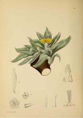 Reproducción/Reproduction 49758063607: The Flowering plants of Africa.. Pretoria [etc.]Botanical Research Institute, Dept. of Agricultural Technical Services, Republic of South Africa.. 