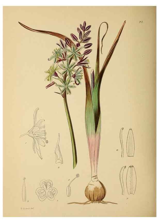 Reproducción/Reproduction 49758069372: The Flowering plants of Africa.. Pretoria [etc.]Botanical Research Institute, Dept. of Agricultural Technical Services, Republic of South Africa.. 