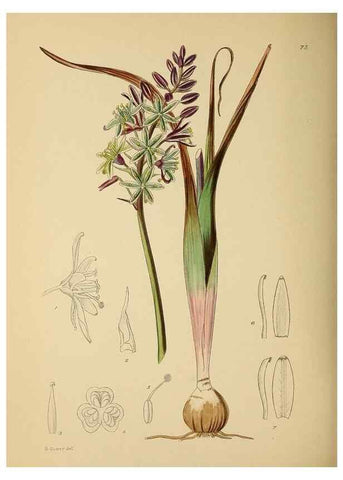 Reproducción/Reproduction 49758069372: The Flowering plants of Africa.. Pretoria [etc.]Botanical Research Institute, Dept. of Agricultural Technical Services, Republic of South Africa.. 