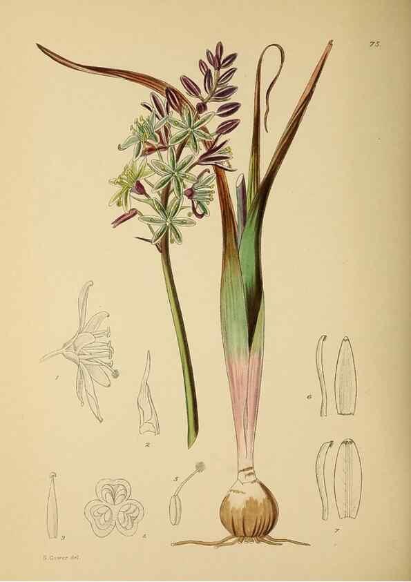 Reproducción/Reproduction 49758069372: The Flowering plants of Africa.. Pretoria [etc.]Botanical Research Institute, Dept. of Agricultural Technical Services, Republic of South Africa.. 