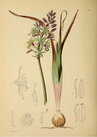 Reproducción/Reproduction 49758069372: The Flowering plants of Africa.. Pretoria [etc.]Botanical Research Institute, Dept. of Agricultural Technical Services, Republic of South Africa.. 