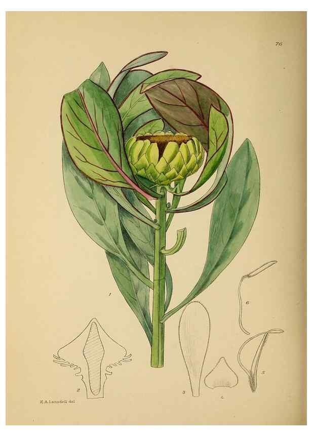 Reproducción/Reproduction 49758069732: The Flowering plants of Africa.. Pretoria [etc.]Botanical Research Institute, Dept. of Agricultural Technical Services, Republic of South Africa.. 