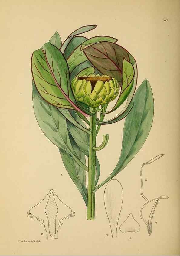 Reproducción/Reproduction 49758069732: The Flowering plants of Africa.. Pretoria [etc.]Botanical Research Institute, Dept. of Agricultural Technical Services, Republic of South Africa.. 