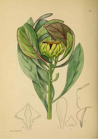 Reproducción/Reproduction 49758069732: The Flowering plants of Africa.. Pretoria [etc.]Botanical Research Institute, Dept. of Agricultural Technical Services, Republic of South Africa.. 