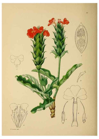 Reproducción/Reproduction 49757209233: The Flowering plants of Africa.. Pretoria [etc.]Botanical Research Institute, Dept. of Agricultural Technical Services, Republic of South Africa.. 