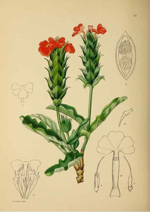 Reproducción/Reproduction 49757209233: The Flowering plants of Africa.. Pretoria [etc.]Botanical Research Institute, Dept. of Agricultural Technical Services, Republic of South Africa.. 