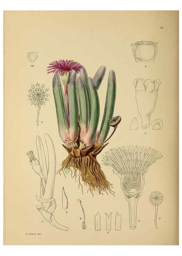 Reproducción/Reproduction 49757738706: The Flowering plants of Africa.. Pretoria [etc.]Botanical Research Institute, Dept. of Agricultural Technical Services, Republic of South Africa.. 