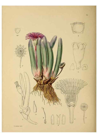 Reproducción/Reproduction 49757738706: The Flowering plants of Africa.. Pretoria [etc.]Botanical Research Institute, Dept. of Agricultural Technical Services, Republic of South Africa.. 