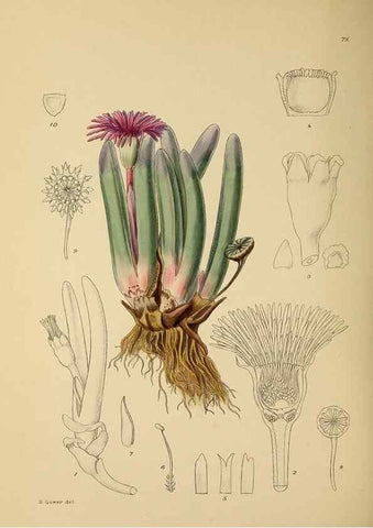Reproducción/Reproduction 49757738706: The Flowering plants of Africa.. Pretoria [etc.]Botanical Research Institute, Dept. of Agricultural Technical Services, Republic of South Africa.. 