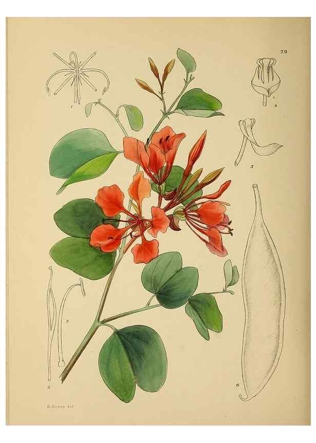 Reproducción/Reproduction 49758070747: The Flowering plants of Africa.. Pretoria [etc.]Botanical Research Institute, Dept. of Agricultural Technical Services, Republic of South Africa.. 