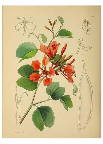 Reproducción/Reproduction 49758070747: The Flowering plants of Africa.. Pretoria [etc.]Botanical Research Institute, Dept. of Agricultural Technical Services, Republic of South Africa.. 