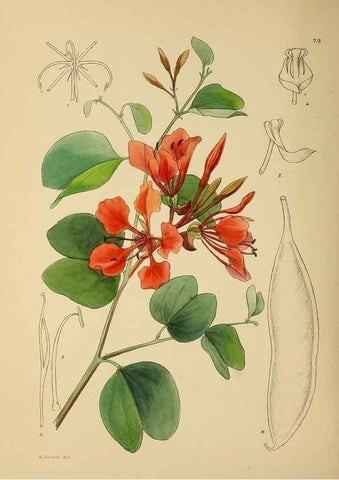 Reproducción/Reproduction 49758070747: The Flowering plants of Africa.. Pretoria [etc.]Botanical Research Institute, Dept. of Agricultural Technical Services, Republic of South Africa.. 