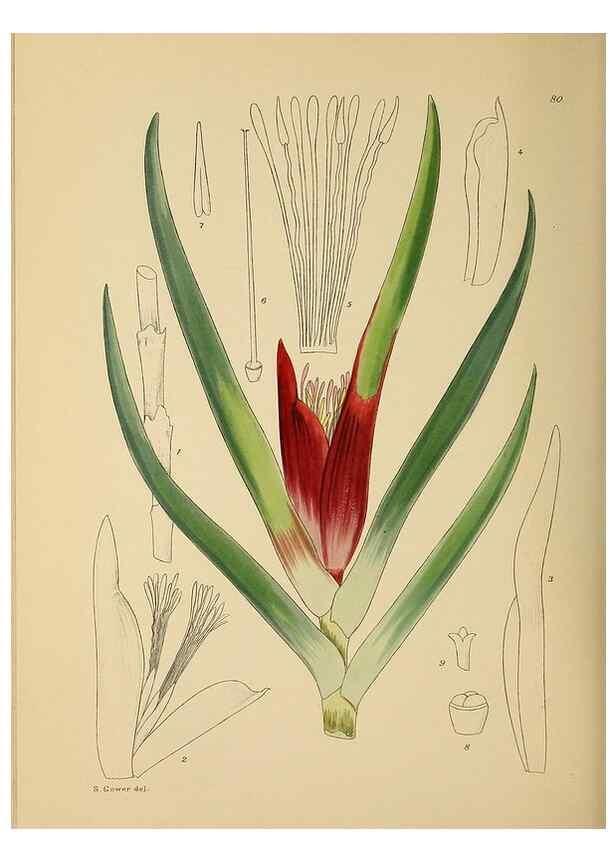 Reproducción/Reproduction 49757210188: The Flowering plants of Africa.. Pretoria [etc.]Botanical Research Institute, Dept. of Agricultural Technical Services, Republic of South Africa.. 