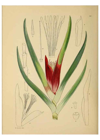 Reproducción/Reproduction 49757210188: The Flowering plants of Africa.. Pretoria [etc.]Botanical Research Institute, Dept. of Agricultural Technical Services, Republic of South Africa.. 