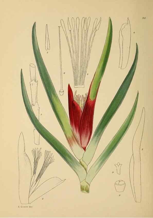 Reproducción/Reproduction 49757210188: The Flowering plants of Africa.. Pretoria [etc.]Botanical Research Institute, Dept. of Agricultural Technical Services, Republic of South Africa.. 