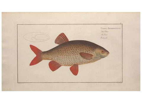Reproducción/Reproduction 49769462197: Ichtyologie, ou, Histoire naturelle, générale et particulière des poissons :. A Berlin :Chez l'auteur, & chez François de la Garde libraire,1785-1797.. 